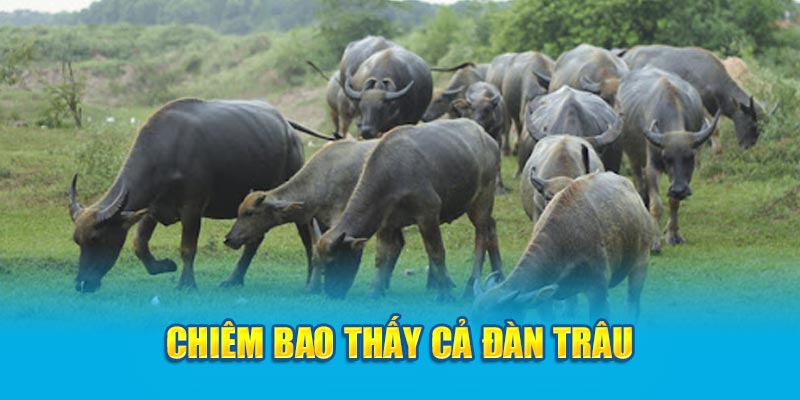 Chiêm bao thấy cả đàn trâu