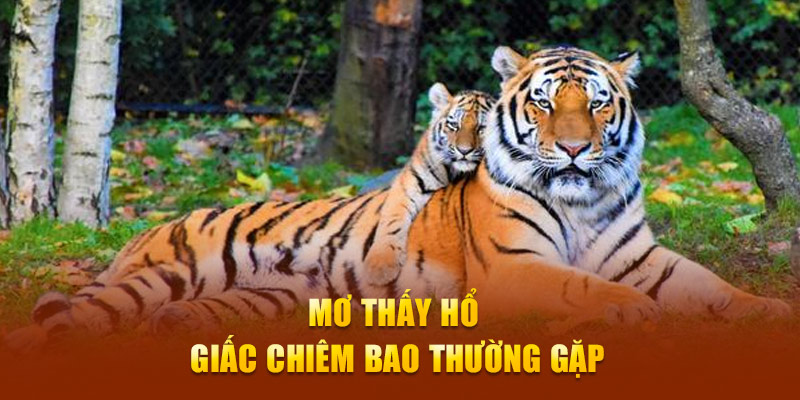 Mơ thấy hổ - giấc chiêm bao thường gặp