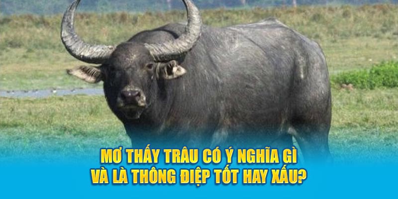 Mơ thấy trâu có ý nghĩa gì và là thông điệp tốt hay xấu?