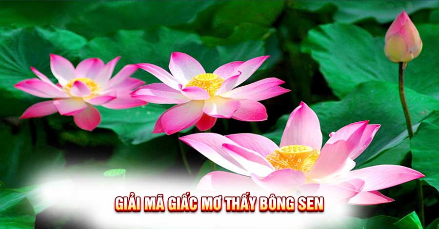 Giải Mã Giấc Mơ Thấy Bông Sen: Bí ẩn và con số may mắn