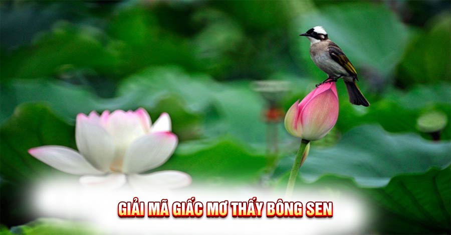 Giải Mã Giấc Mơ Thấy Bông Sen: Bí ẩn và con số may mắn